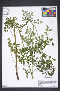 Thalictrum pubescens image