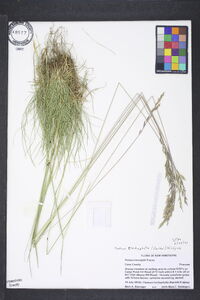 Festuca trachyphylla image