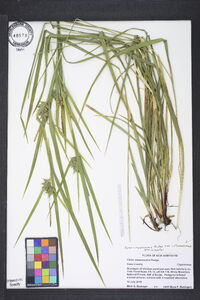 Carex intumescens var. intumescens image