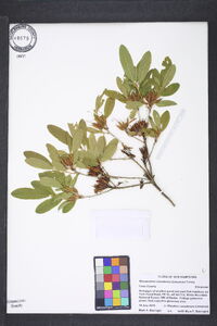 Rhododendron canadense image