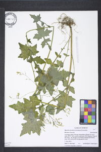 Lactuca muralis image