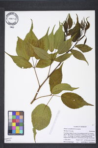 Rubus canadensis image