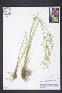 Juncus anthelatus image