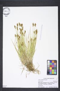 Carex crawfordii image