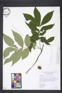 Carya pallida image