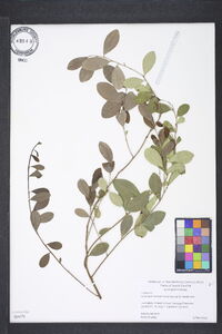 Vaccinium sempervirens image