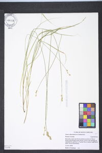 Carex albolutescens image