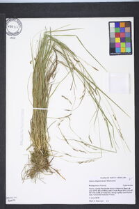 Carex allegheniensis image