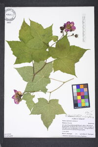 Rubus odoratus image