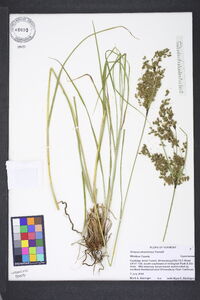 Scirpus atrocinctus image