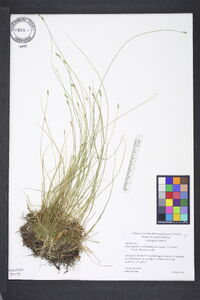 Carex leptalea var. harperi image