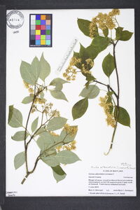 Swida alternifolia image