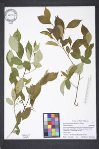 Aronia × prunifolia image