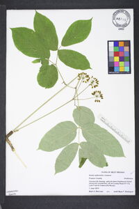 Aralia nudicaulis image