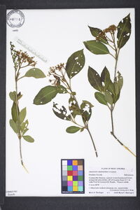 Viburnum cassinoides image