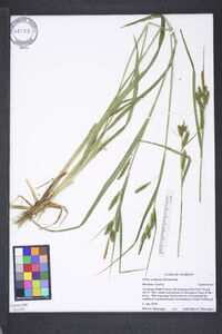 Carex scabrata image