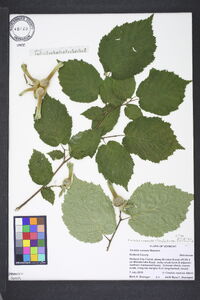 Corylus cornuta var. cornuta image