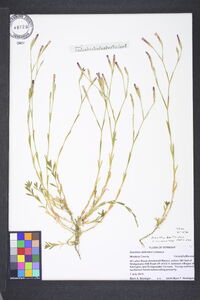 Dianthus deltoides subsp. deltoides image