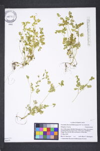 Corydalis flavula image