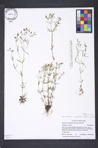 Houstonia longifolia image
