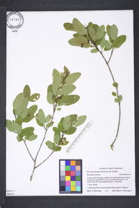 Ilex mucronata image