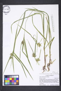 Carex intumescens var. intumescens image