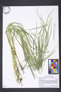 Glyceria melicaria image