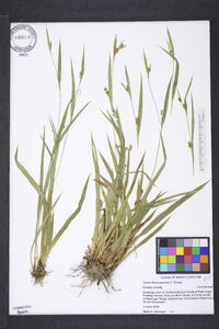 Carex flaccosperma image