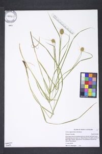 Carex squarrosa image