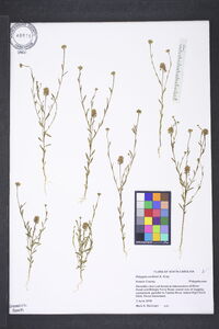 Polygala curtissii image