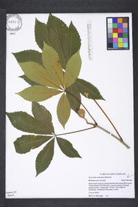 Aesculus sylvatica image