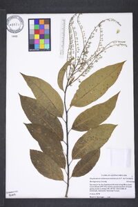 Oxydendrum arboreum image