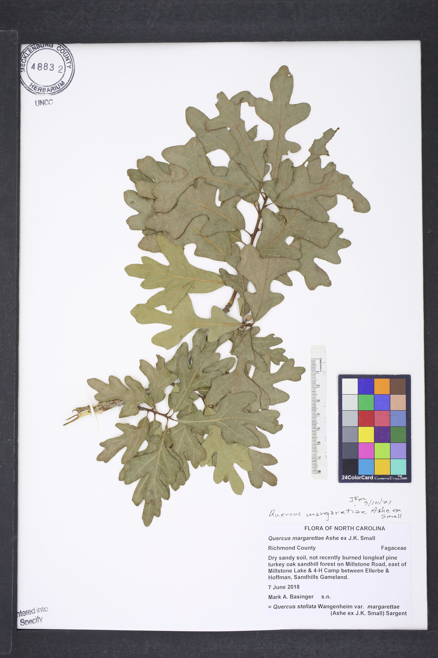 Quercus margaretiae image