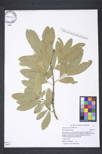 Quercus incana image