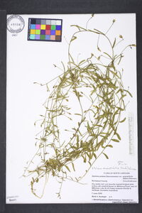 Stylisma angustifolia image
