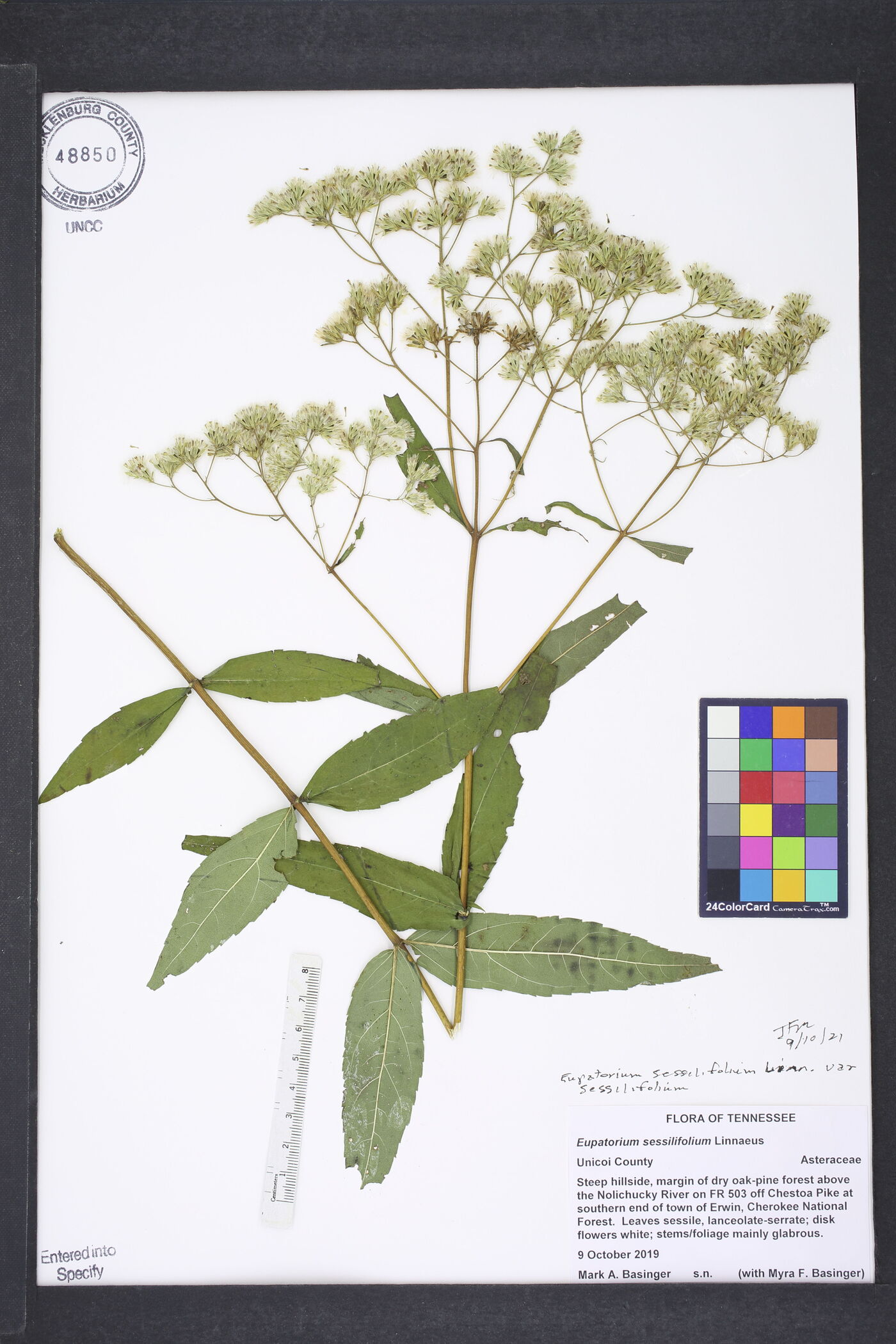 Eupatorium sessilifolium var. sessilifolium image