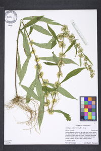 Solidago curtisii image