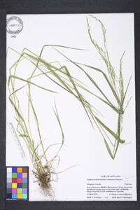 Festuca subverticillata image