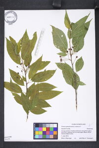 Prunus pensylvanica image