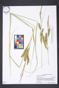 Carex lacustris image