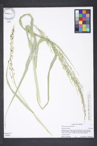 Panicum amarum image