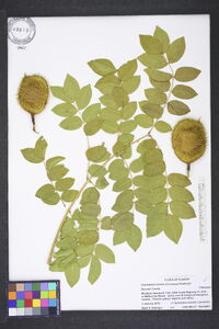 Caesalpinia bonduc image