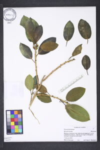 Ficus aurea image