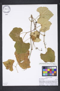 Vitis shuttleworthii image