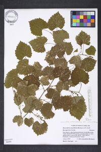 Muscadinia rotundifolia image