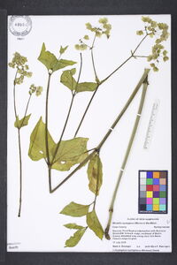 Mirabilis nyctaginea image