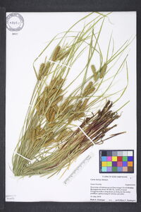 Carex baileyi image