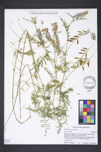 Vicia cracca image