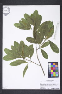 Exothea paniculata image