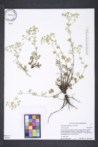 Potentilla argentea image